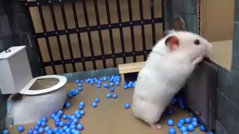 Hamster Escapes the Creative Maze for Pets in real life 🐹 in Hamster Stories